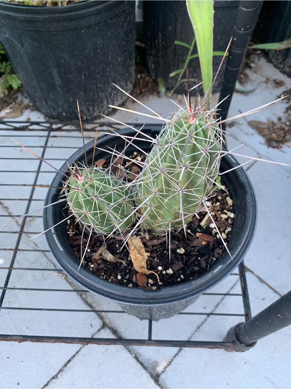 Big Potted Green Cactus with White Spines